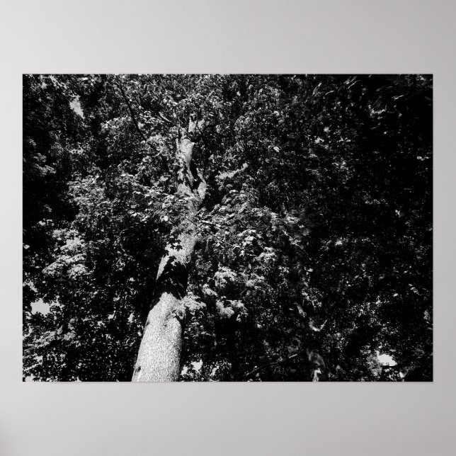 London Flugzeug Tree - B&W Poster (Vorne)