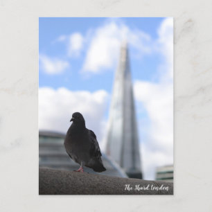 London-Taube mit Blick auf den Shard im Hintergrun Postkarte