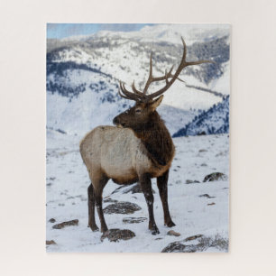 Lone Bull Elk in Snow Yellowstone National Park