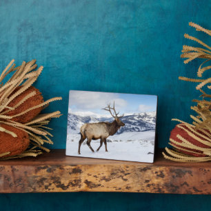 Lone Bull Elk Yellowstone National Park Fotoplatte