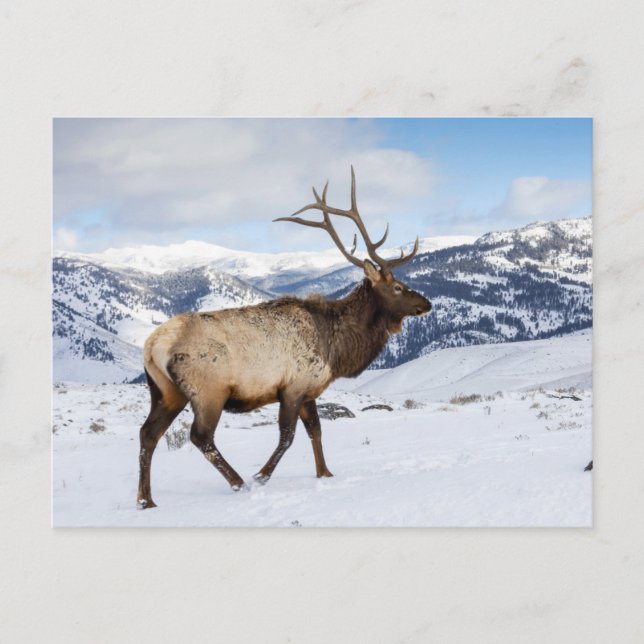 Lone Bull Elk | Yellowstone National Park Postkarte (Vorderseite)