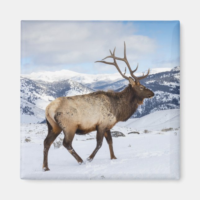 Lone Bull Elk | Yellowstone-Nationalpark Magnet (Vorne)