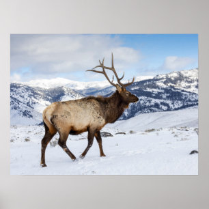 Lone Bull Elk   Yellowstone-Nationalpark Poster