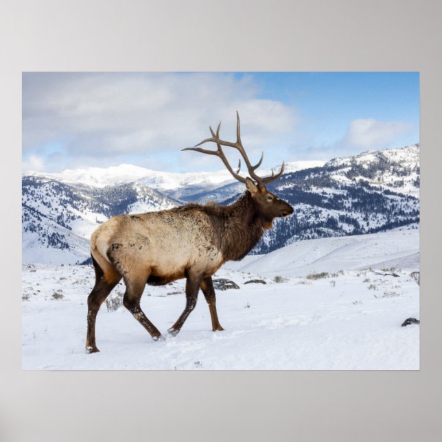 Lone Bull Elk | Yellowstone-Nationalpark Poster (Vorne)