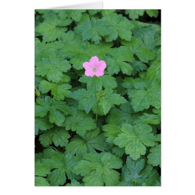 Lone Geranium (Vorne)