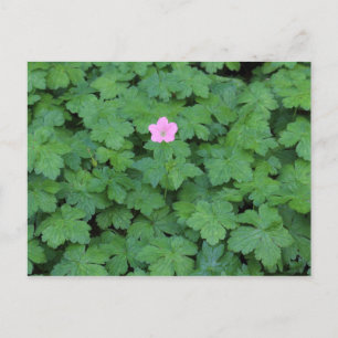 Lone Geranium Postkarte