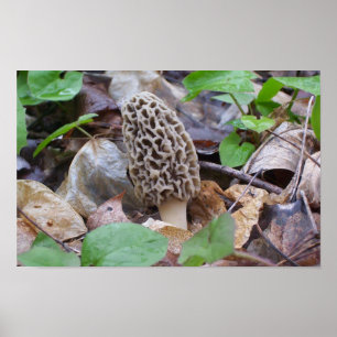 Lone Gray Morel Mushroom Poster
