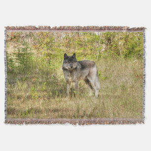 Lone Gray Wolf in der Wildnis Decke