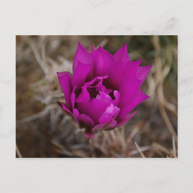 Lone Lila Cactus Blume New Mexico Grußkarte Postkarte (Vorderseite)