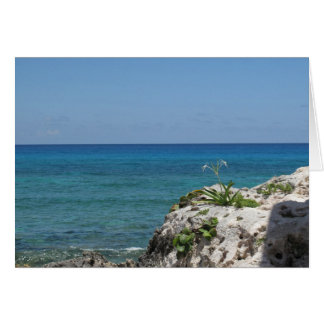 Lone Lily au bord de la mer