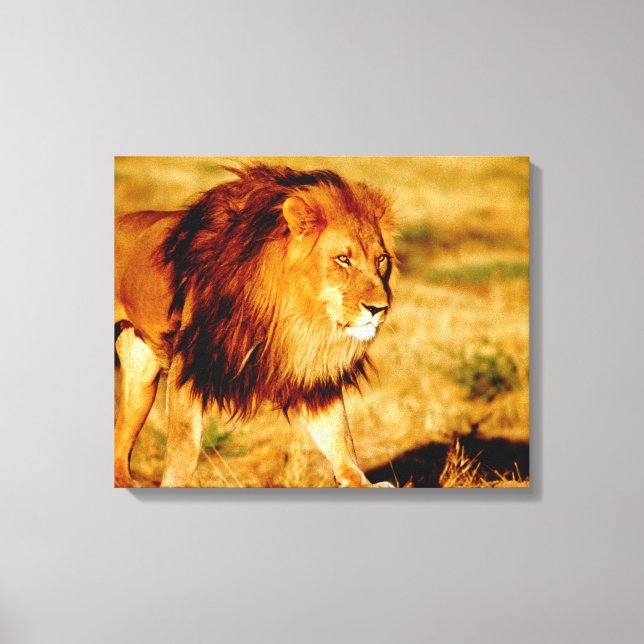 Lone Lion Leinwanddruck (Vorderseite)