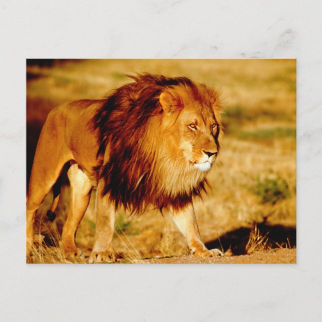 Lone Lion Postkarte (Vorderseite)