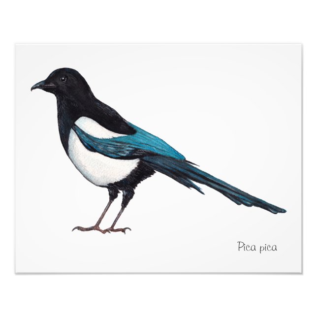Lone Magpie Fotodruck (Vorne)