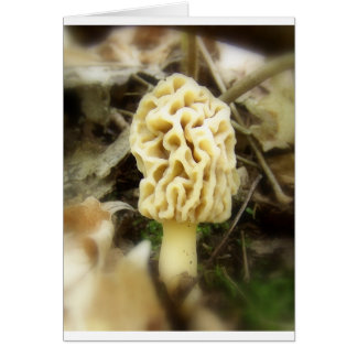 Lone Morel