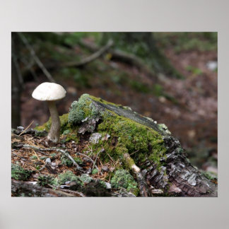 Lone Mushroom Poster
