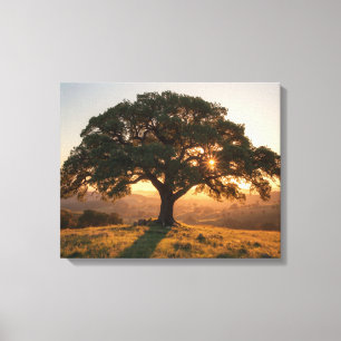 Lone Oak Hill Country Poster - Texas Landschaft Leinwanddruck