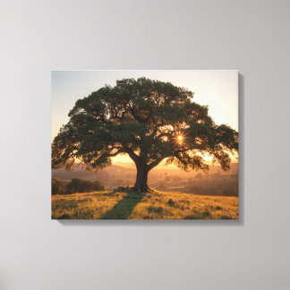 Lone Oak Hill Country Poster - Texas Landschaft Leinwanddruck