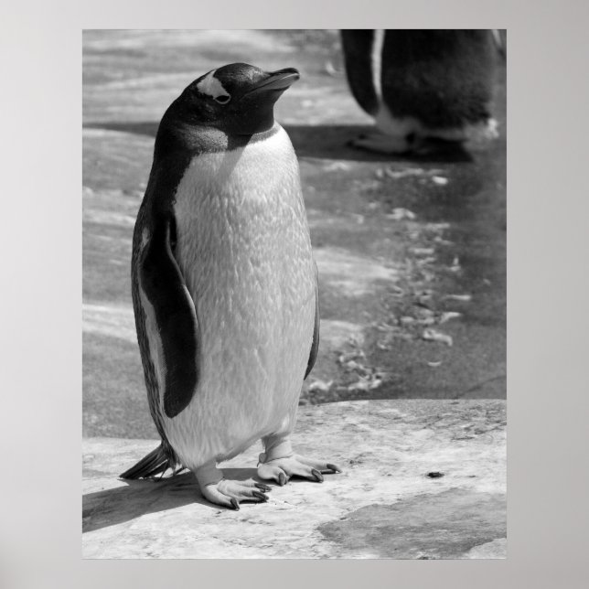 "Lone Penguin" Poster (Vorne)