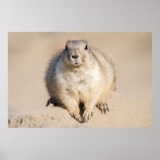 Lone Prairie Dog im Sand Poster (Vorne)