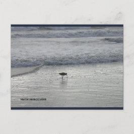 Lone Sandpiper | Blue Beach Song™ Postkarte