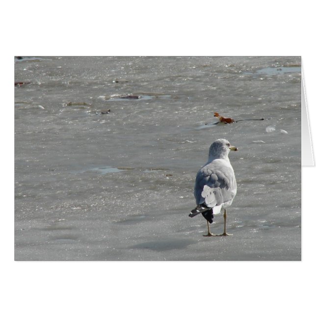 Lone Seagull auf dem Fluss Ice (Vorderseite (Horizontal))