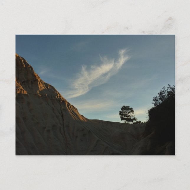 Lone Torrey Pine California Sunset Landschaft Postkarte (Vorderseite)