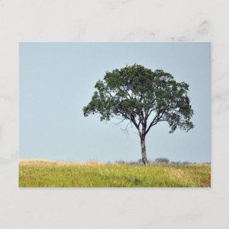 Lone Tree Postkarte
