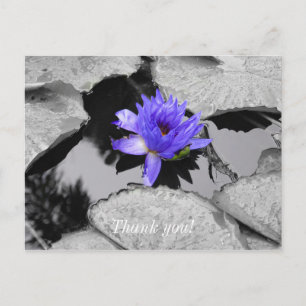 Lone Water Lily danke Ihnen Postcard Postkarte