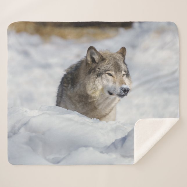 Lone Wolf im Schnee Sherpadecke (Vorderseite (Horizontal))