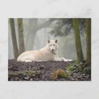 Lone Wolf Postkarte