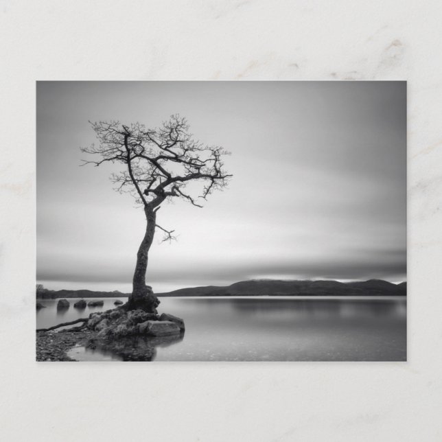 Lonely Bare Tree Postkarte (Vorderseite)
