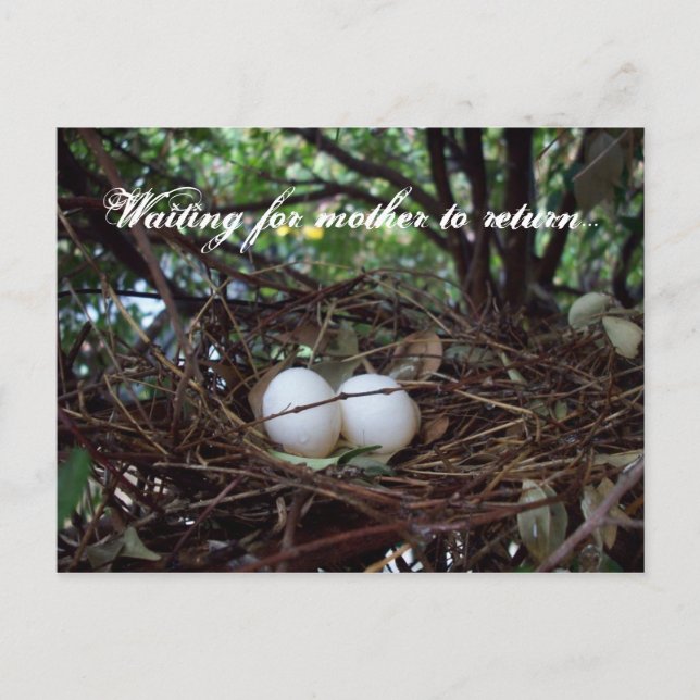 Lonely Birds Nest Postkarte (Vorderseite)