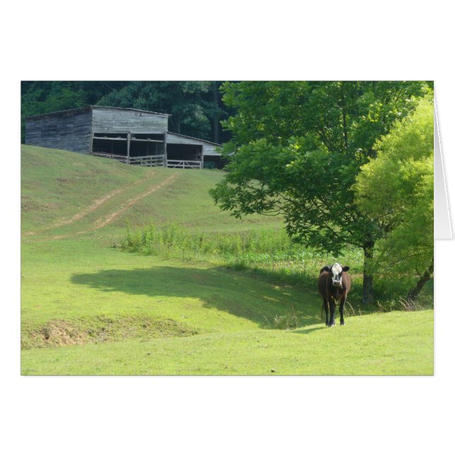 Lonely Calf (Devant Horizontal)