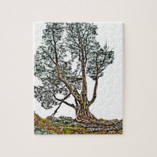 Lonely Cypress