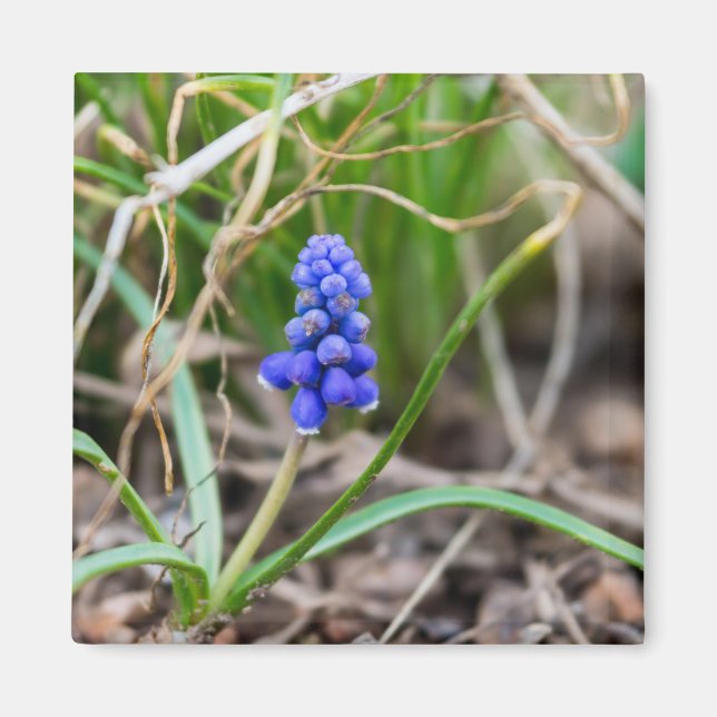 Lonely Grape Hyacinth Magnet (Vorne)