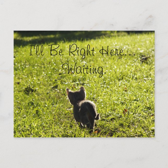 Lonely Kitten "Vermisste Sie" Postkarte (Vorderseite)
