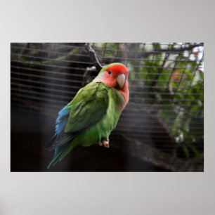 Lonely Lovebird Poster
