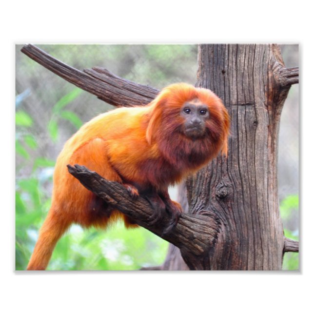 Lonely Red Leaf Monkey Fotodruck (Vorne)
