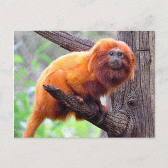 Lonely Red Leaf Monkey Postkarte (Vorderseite)