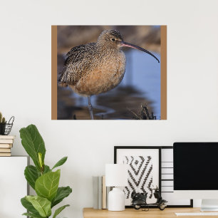 Long Billed Curlew Poster