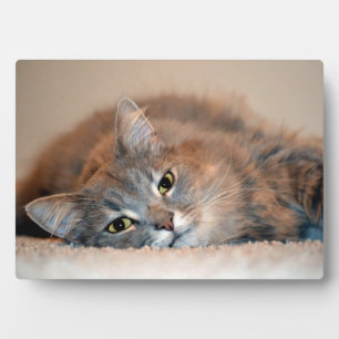 Long Haired Blue Russian Cat by Shirley Taylor Fotoplatte