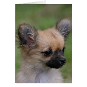 Long Haired Chihuahua Chiuppy regardant la caméra