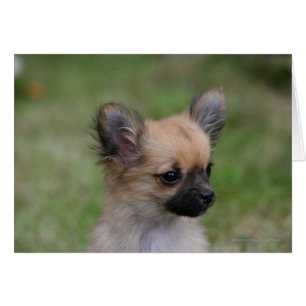 Long Haired Chihuahua Chiuppy regardant la caméra