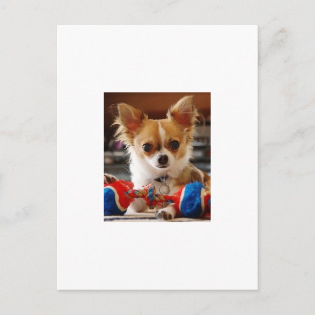 Long Haired Chihuahua Postkarte (Vorderseite)