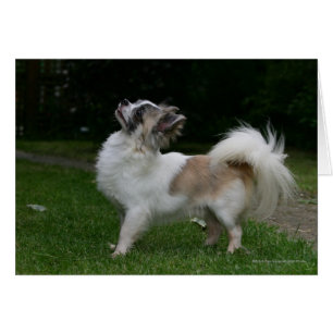 Long Haired Chihuahua Regardez la caméra