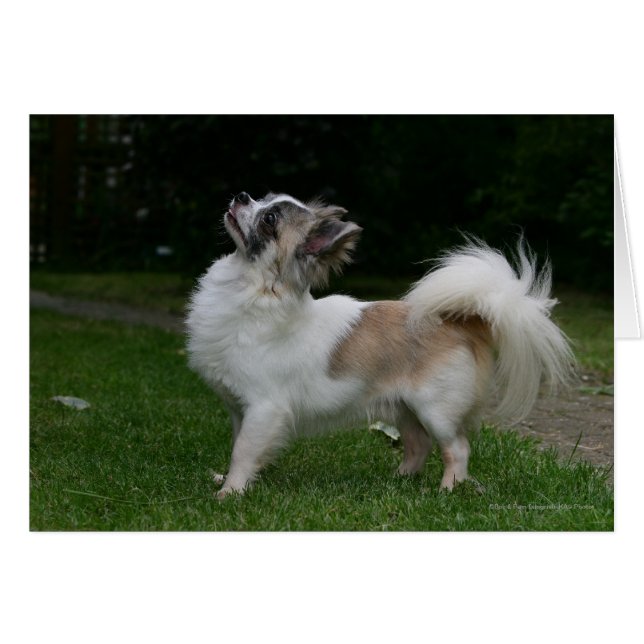 Long Haired Chihuahua Regardez la caméra (Devant horizontal)