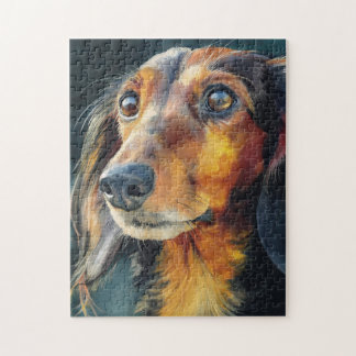 Long-haired dachshund closeup