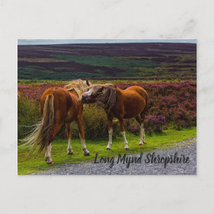 Long Mynd Wild Ponies Postcard Postkarte