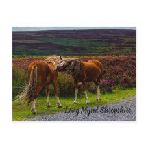 Long Mynd Wild Ponies Postcard