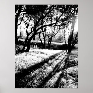 Long Shadows Black and White Poster